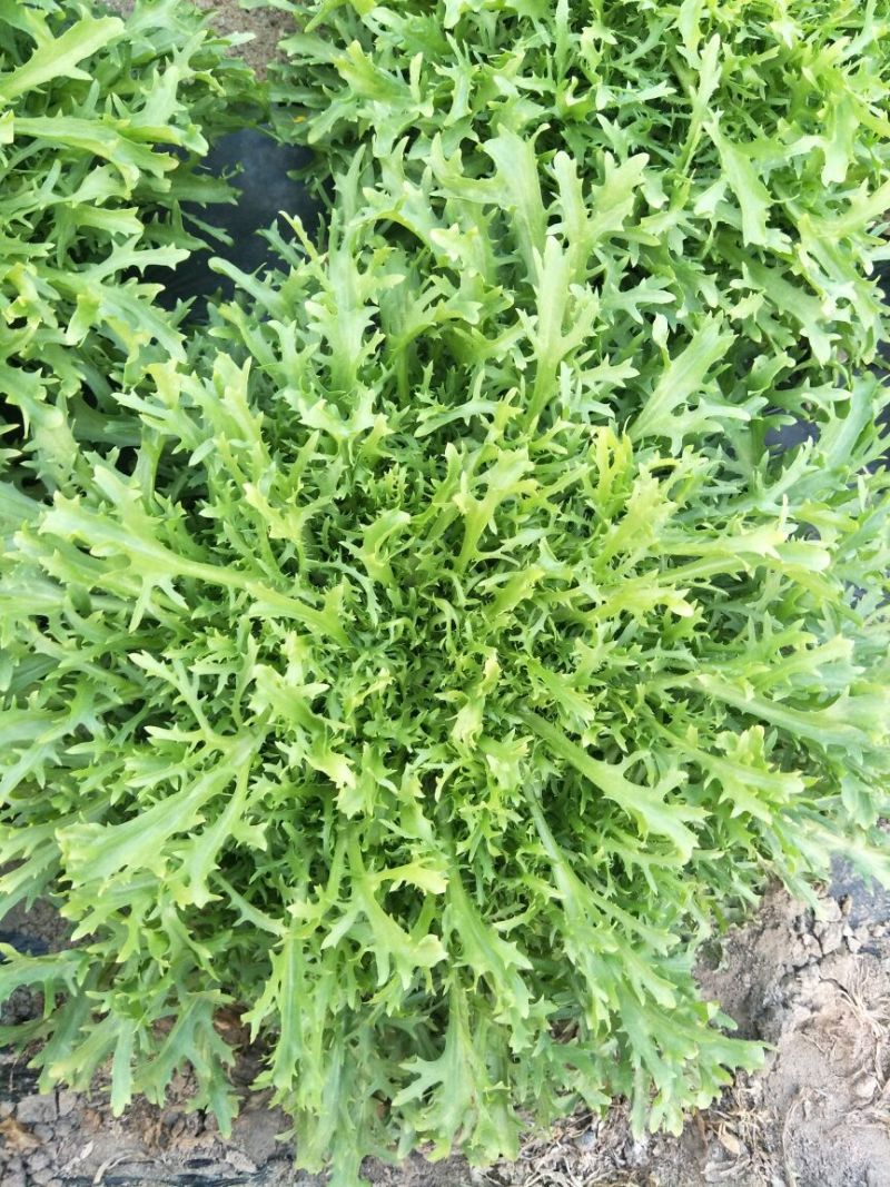 苦菊15~20cm