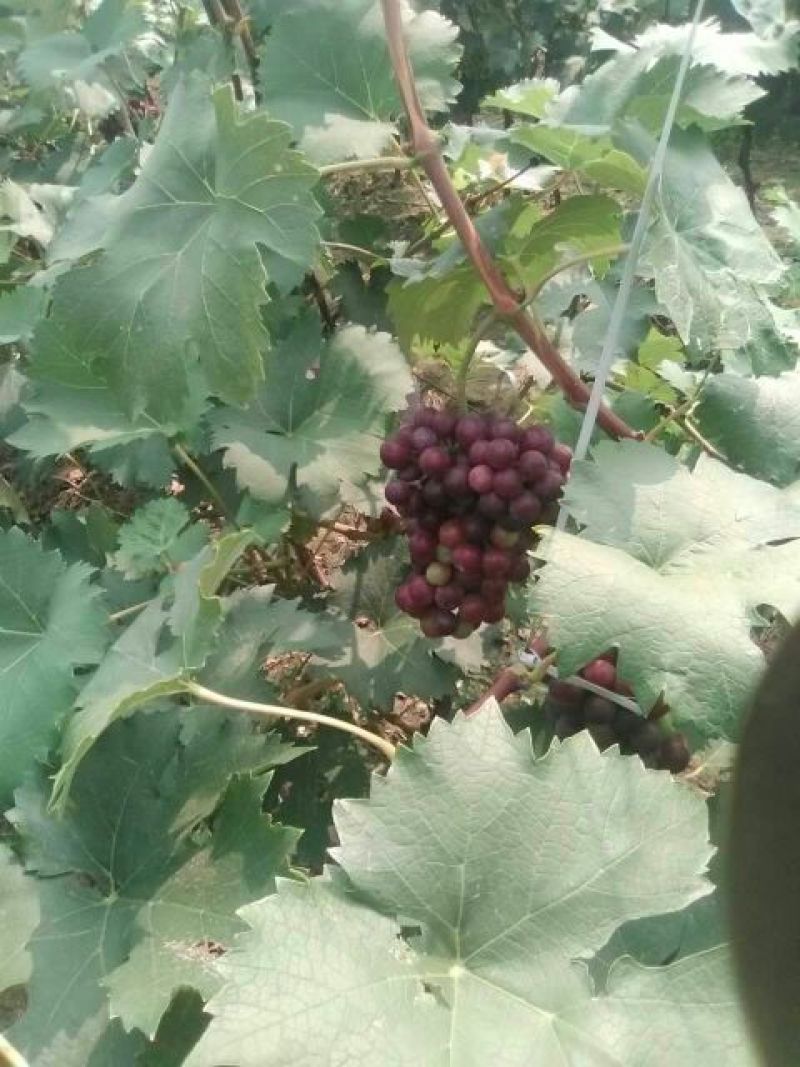 夏黑葡萄0.8~1.5斤5%以下