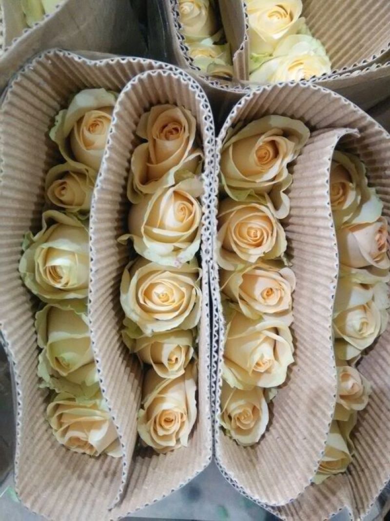 布朗百合双头