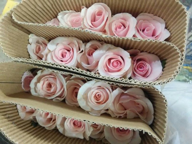布朗百合双头