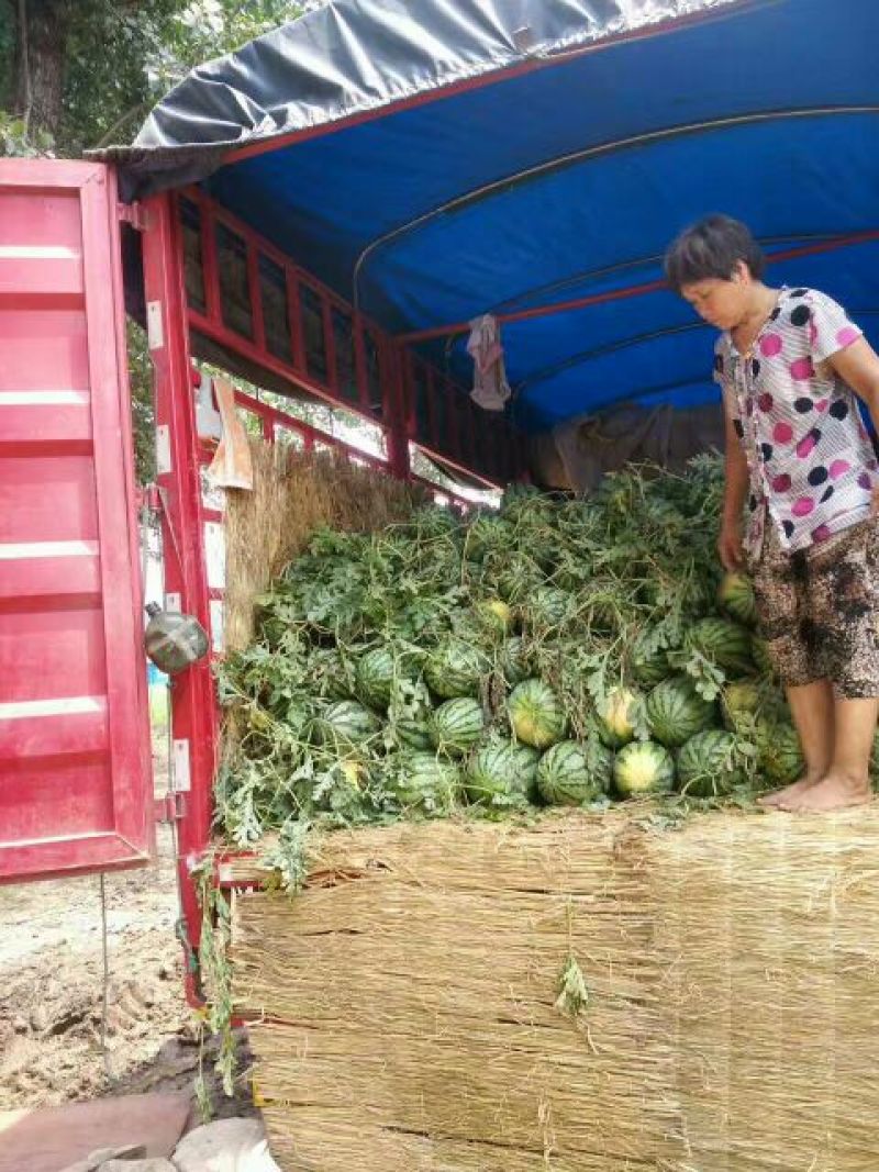 冠龙西瓜10斤打底9成熟1茬