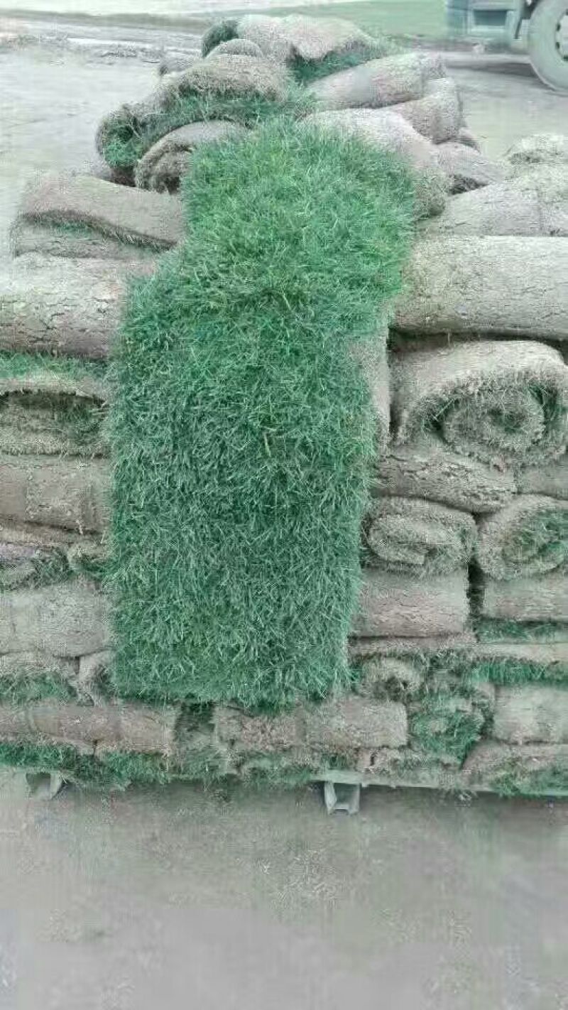 草坪草