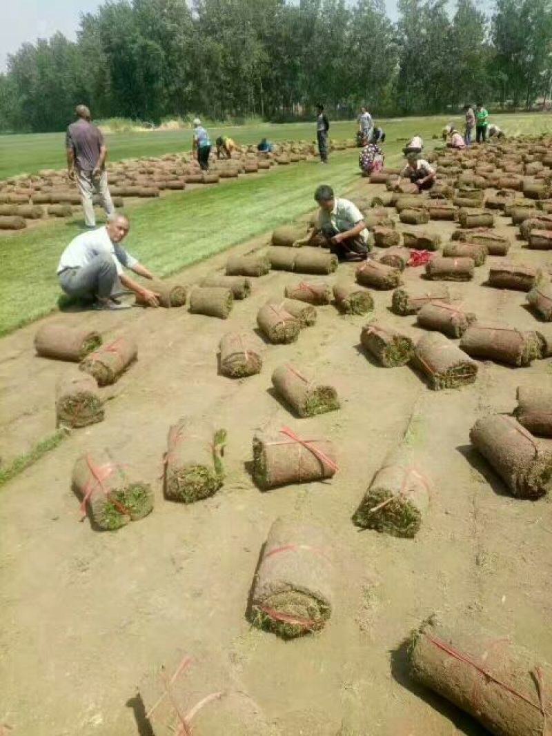 草坪草