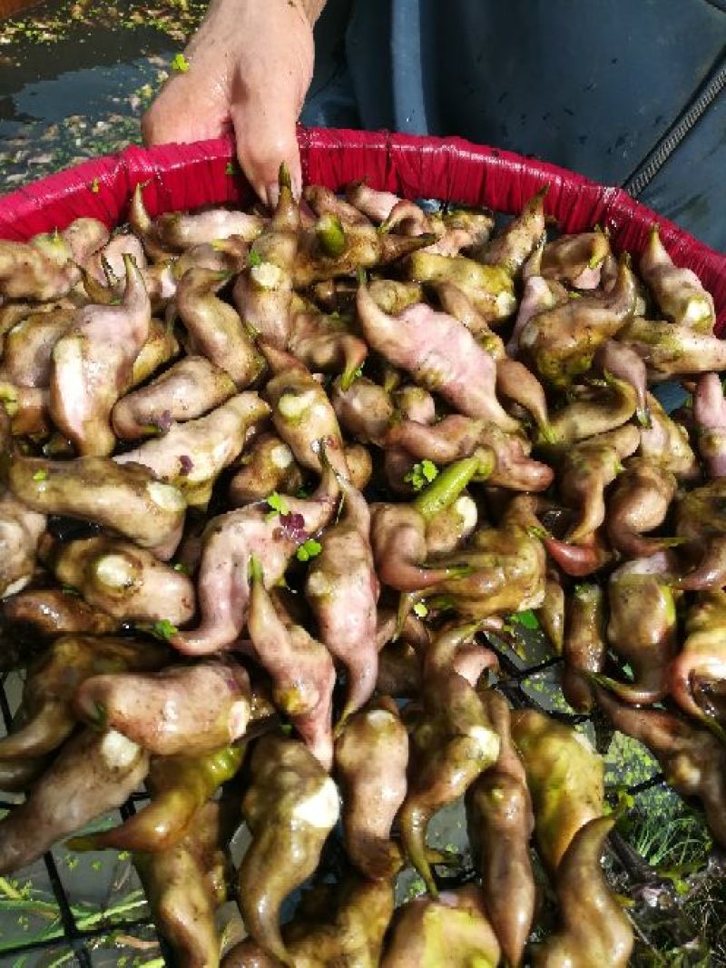 【推荐】菱角大量供应全国供货现采现发量大价优一手货源