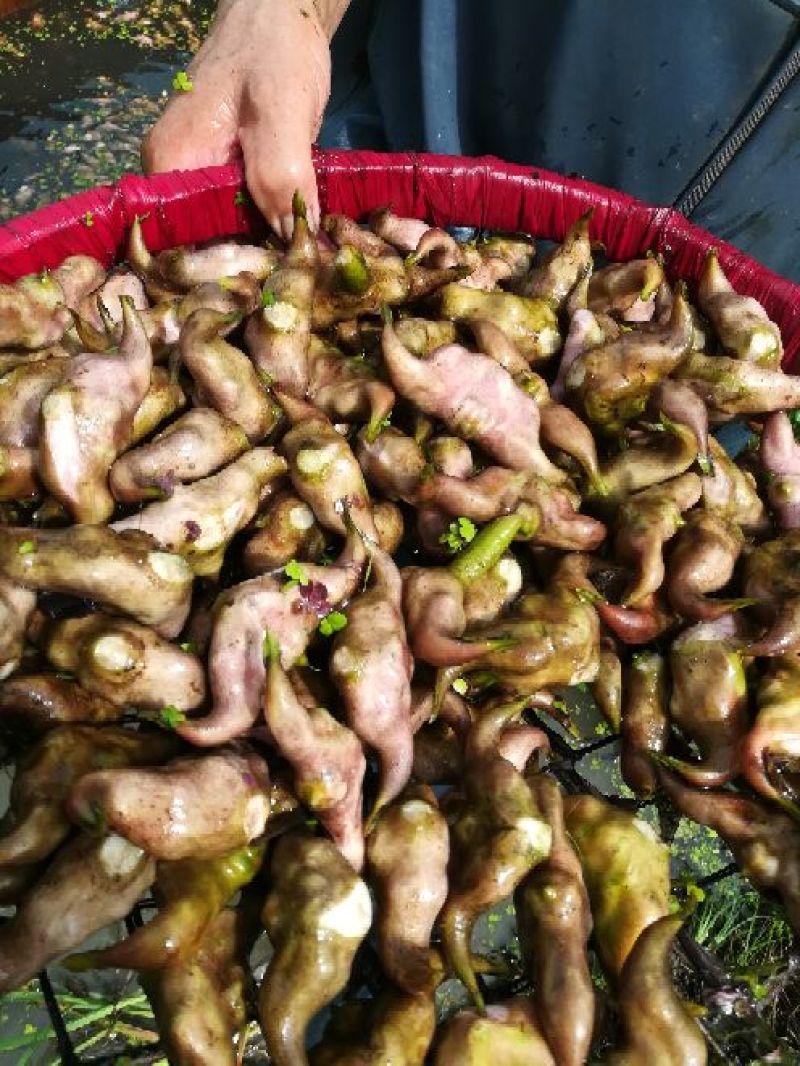 【推荐】菱角大量供应全国供货现采现发量大价优一手货源