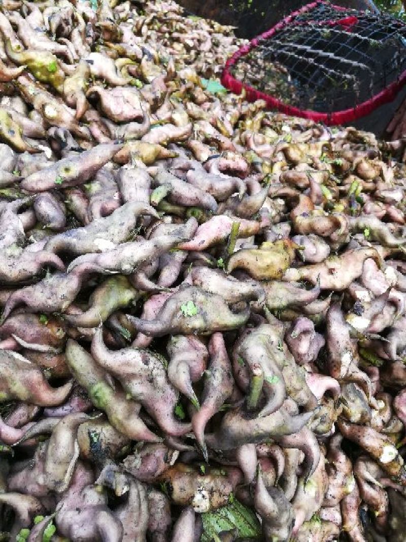 【推荐】菱角大量供应全国供货现采现发量大价优一手货源