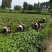【推荐】菱角大量供应全国供货现采现发量大价优一手货源