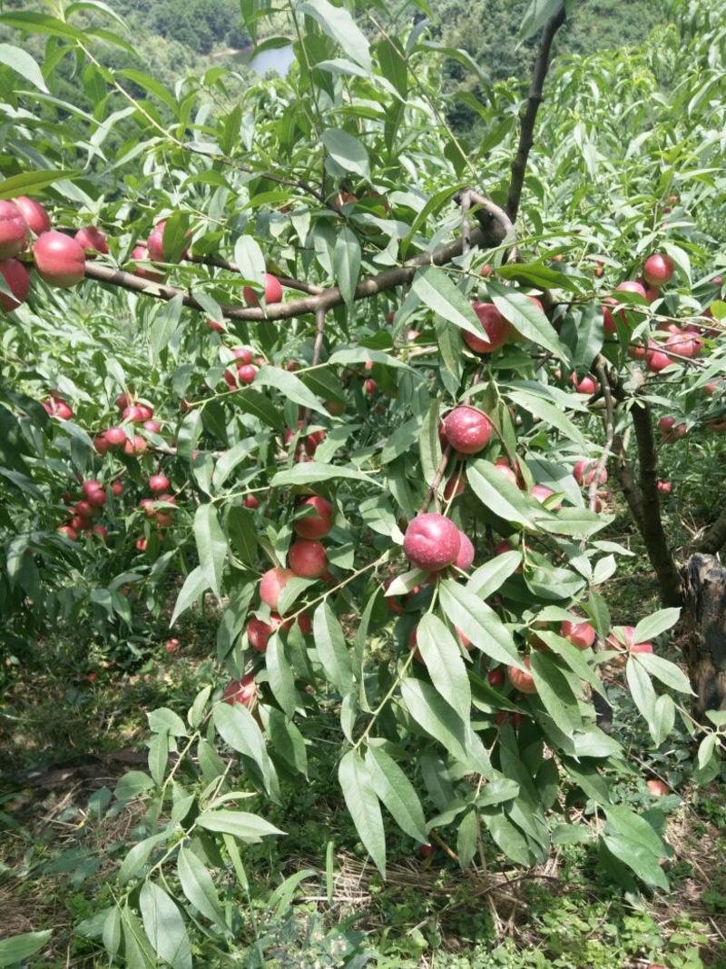 油桃树苗40~50cm