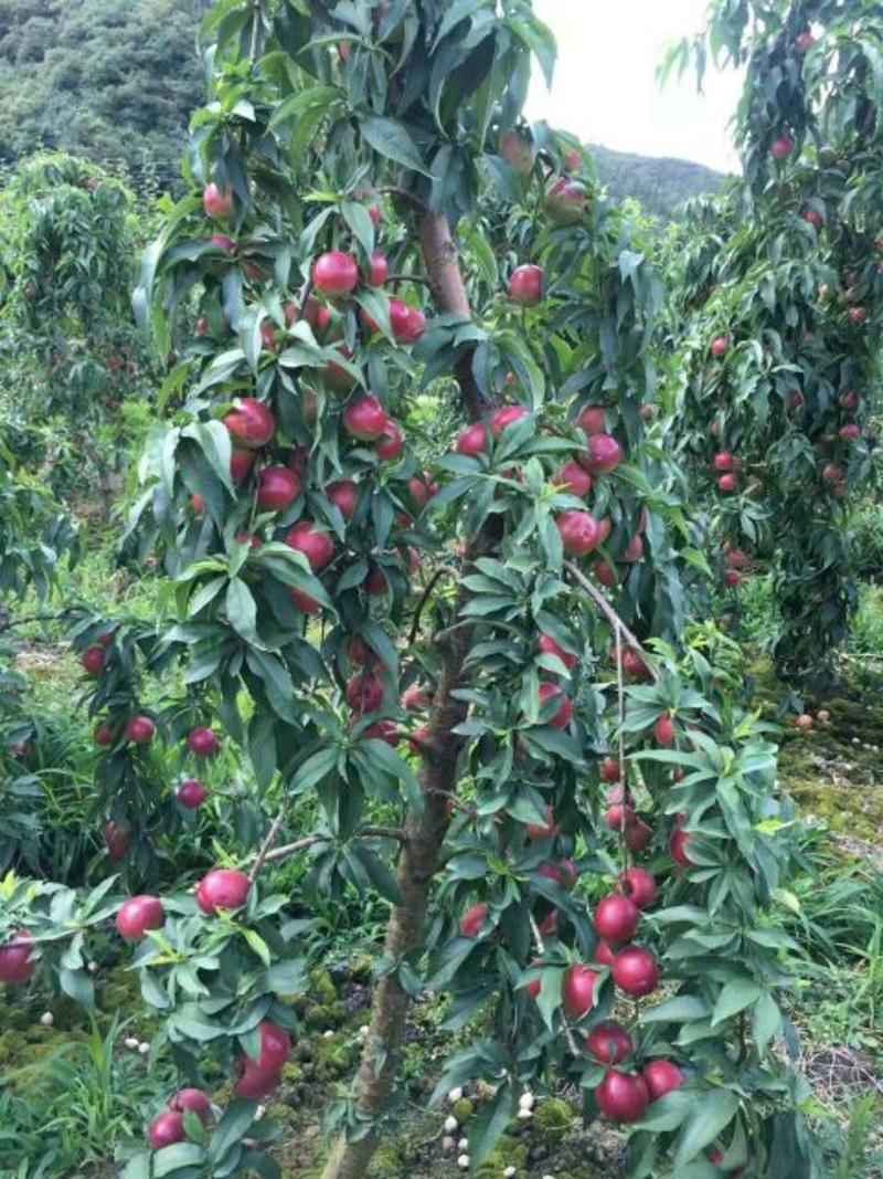 油桃树苗40~50cm