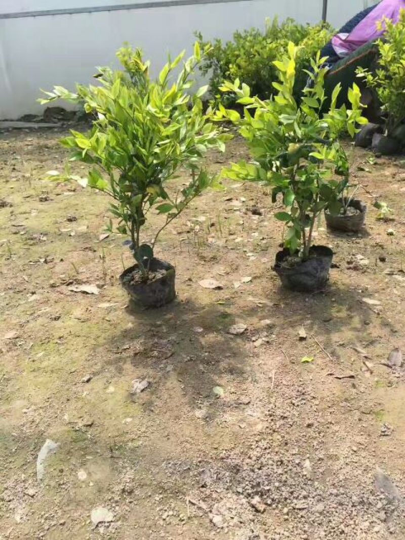 金森女贞苗30~40cm