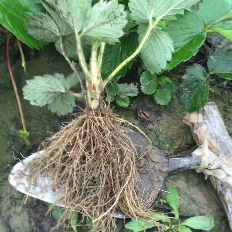 甜查理草莓苗产量高根系好