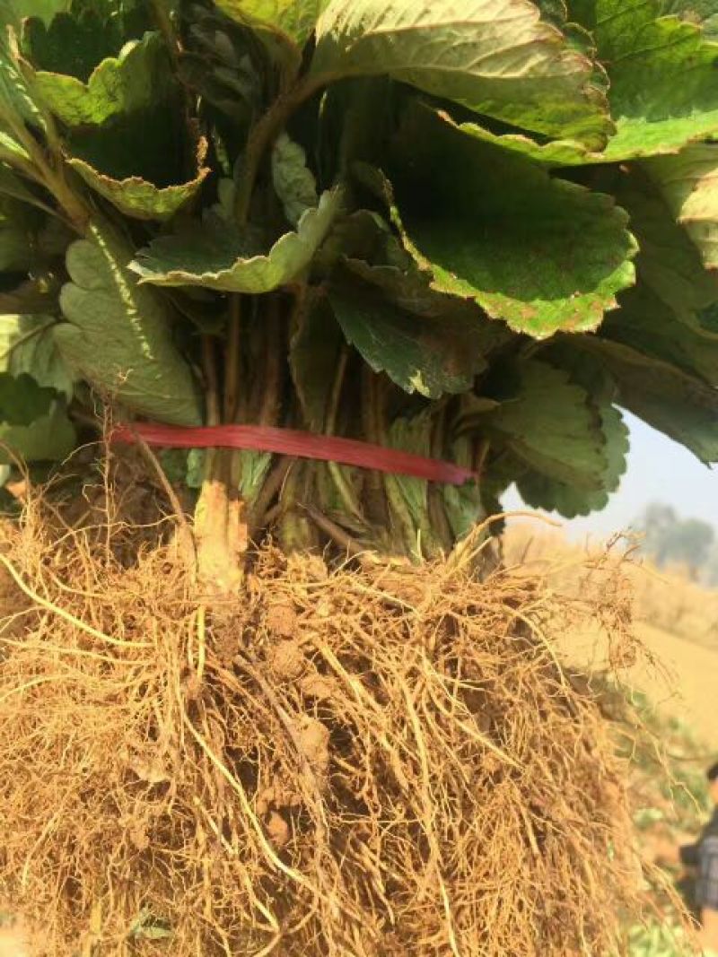 法兰地草莓苗成活率高耐储运