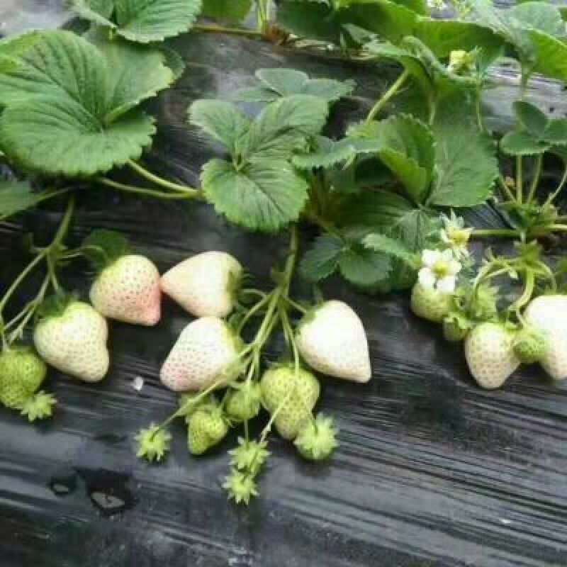 小白草莓苗产量高观赏性好