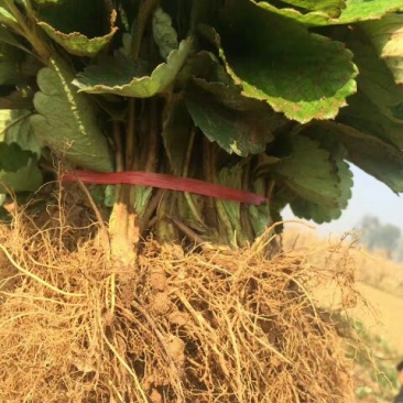 小白草莓苗产量高观赏性好