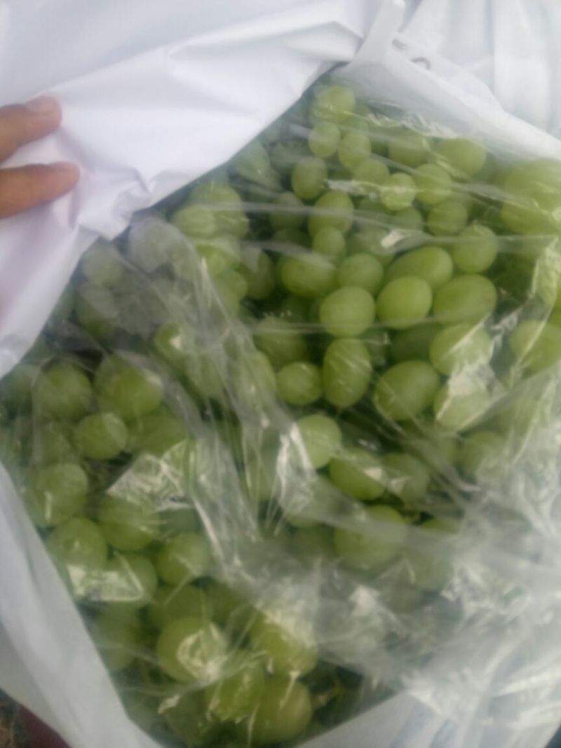 维多利亚葡萄批发，陕西青提葡萄基地价格，大棚青提葡萄价格