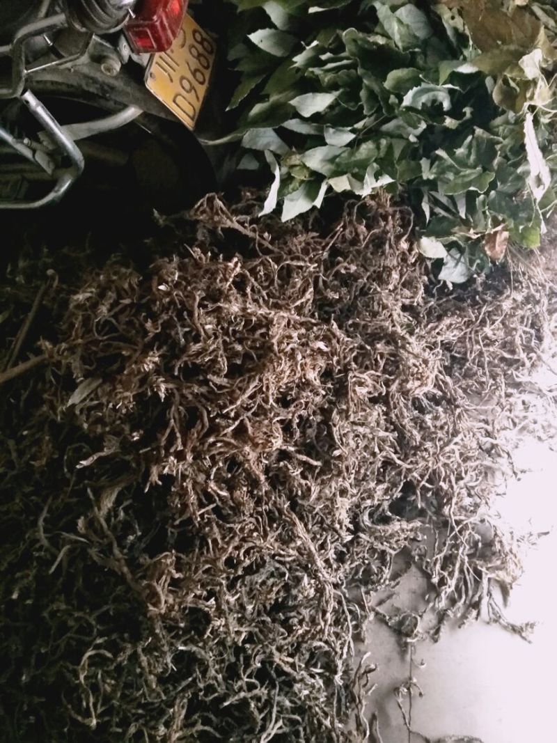 石菖蒲统条