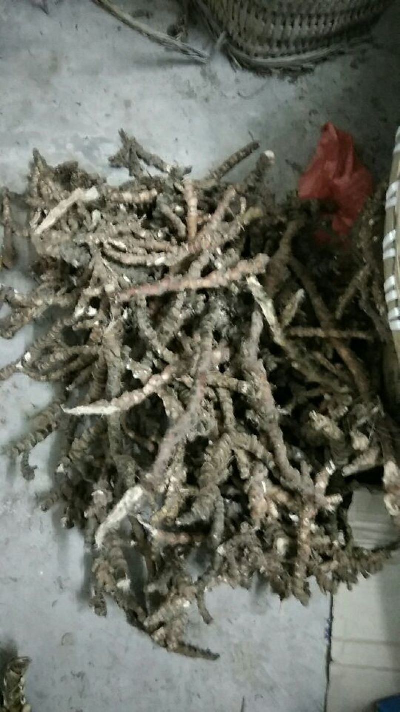 石菖蒲统条