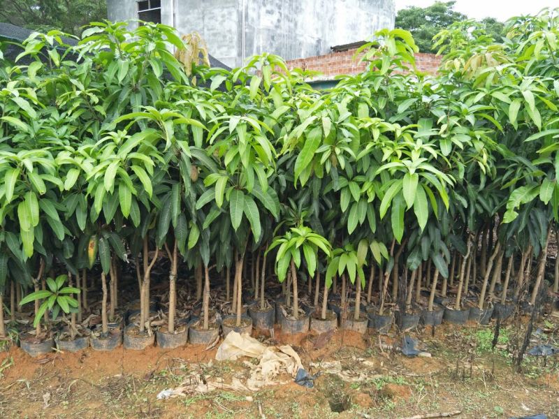 金煌芒树苗1m以下