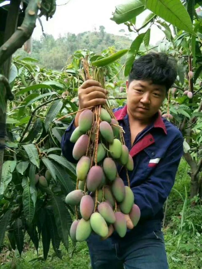 金煌芒树苗1m以下
