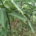 金煌芒树苗1m以下
