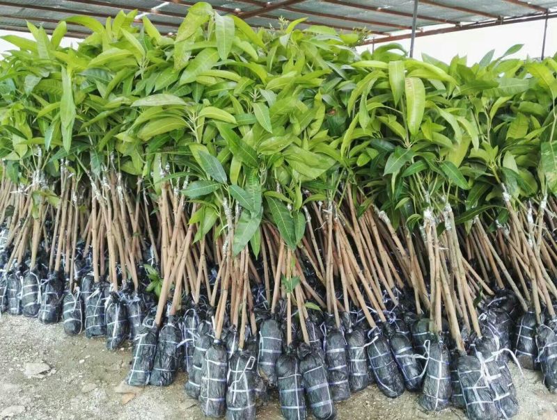 金煌芒树苗1m以下