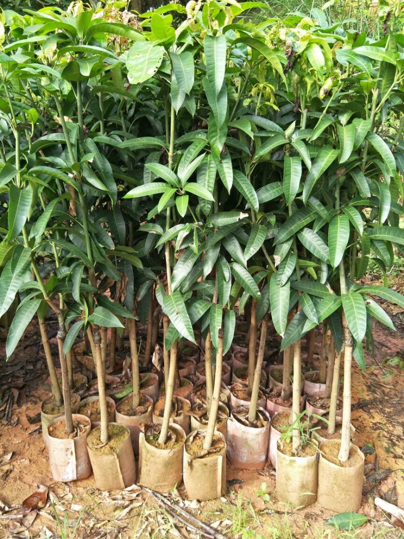 金煌芒树苗1m以下
