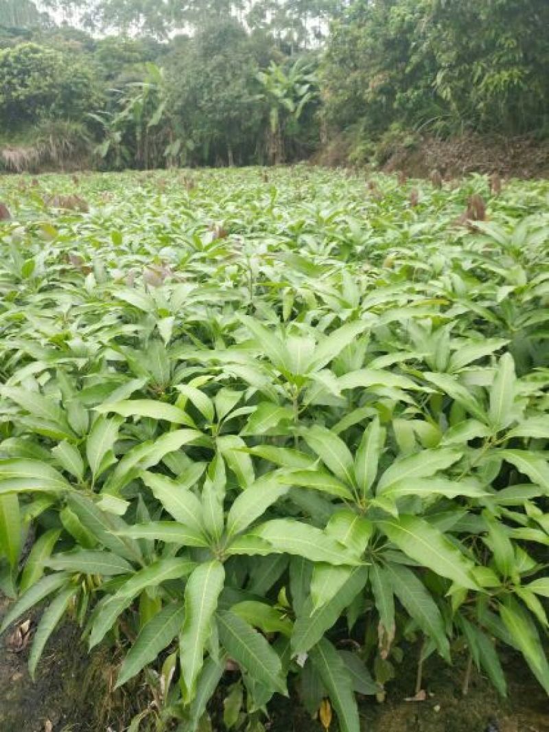金煌芒树苗1m以下