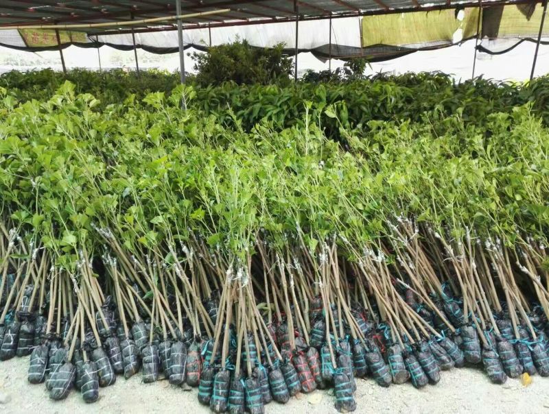 金煌芒树苗1m以下