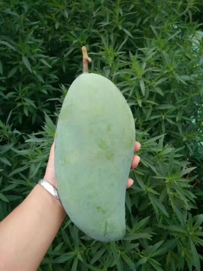 金煌芒树苗1m以下