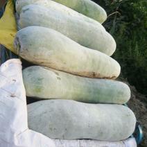 白皮冬瓜30斤以上地冬瓜————————