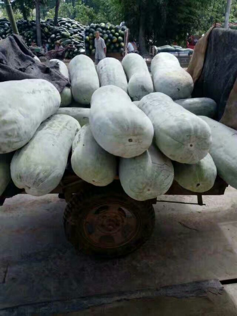 白皮冬瓜30斤以上地冬瓜————————