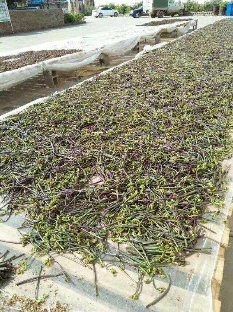 蕨菜干