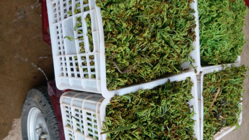 蕨菜干