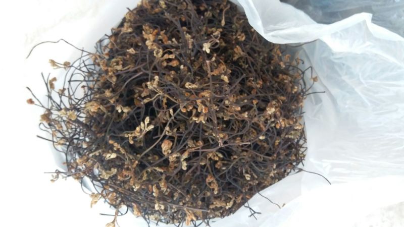 蕨菜干