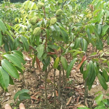 妃子笑荔枝苗50~80cm