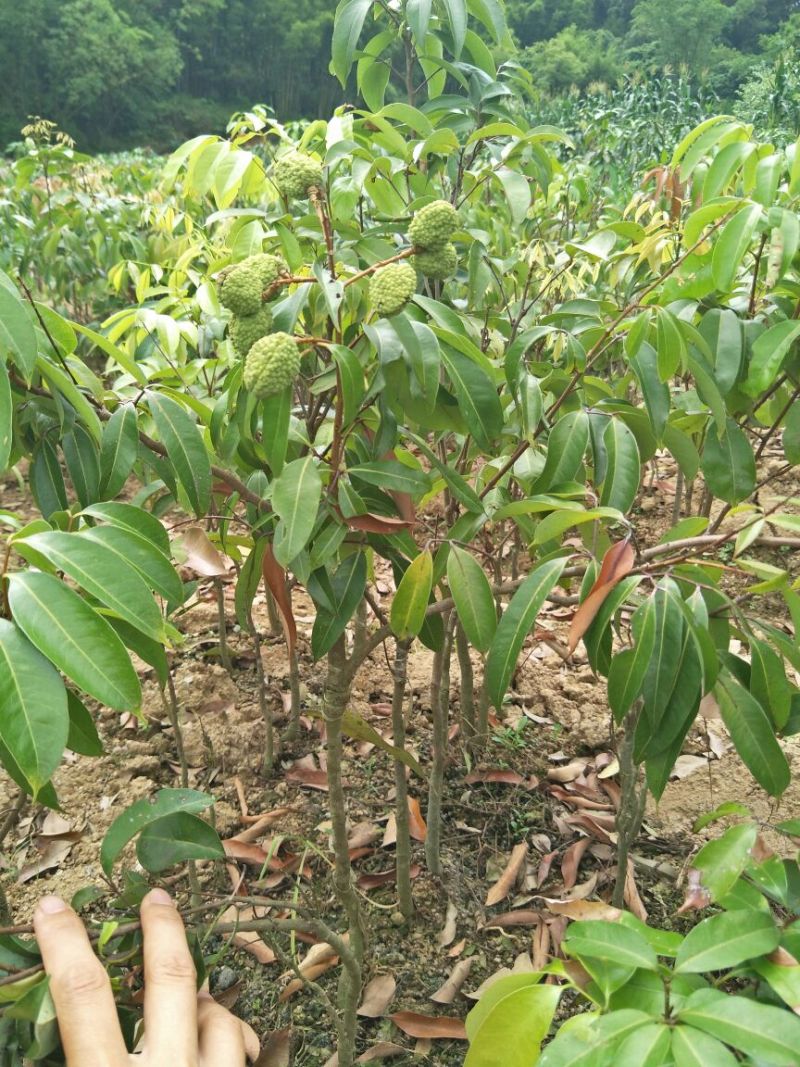 妃子笑荔枝苗50~80cm