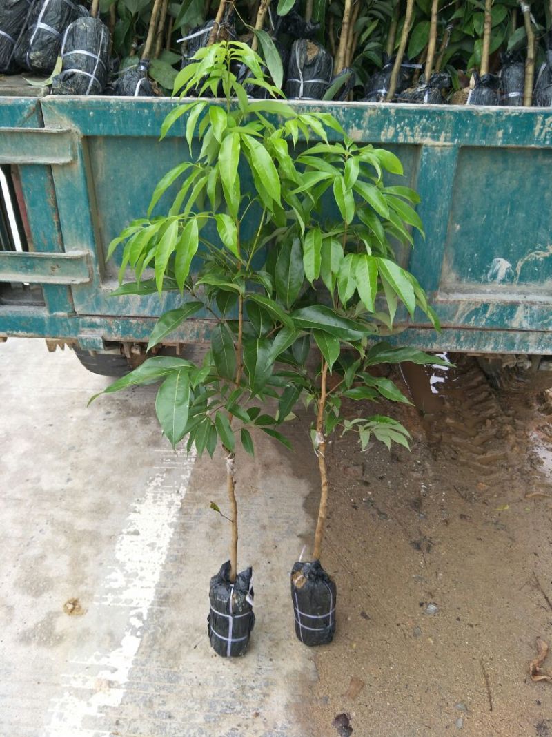 妃子笑荔枝苗50~80cm
