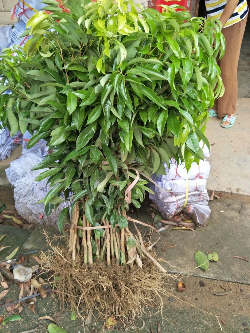 妃子笑荔枝苗50~80cm