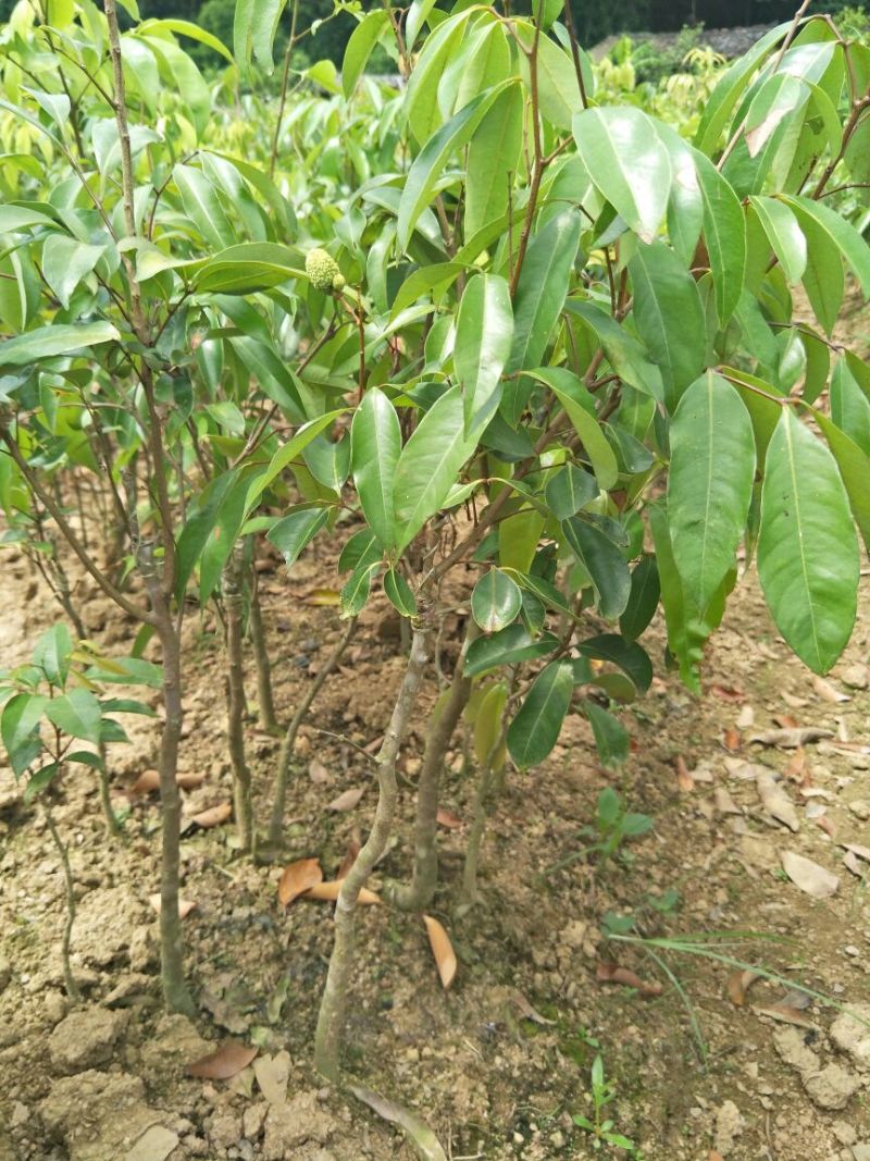 妃子笑荔枝苗50~80cm