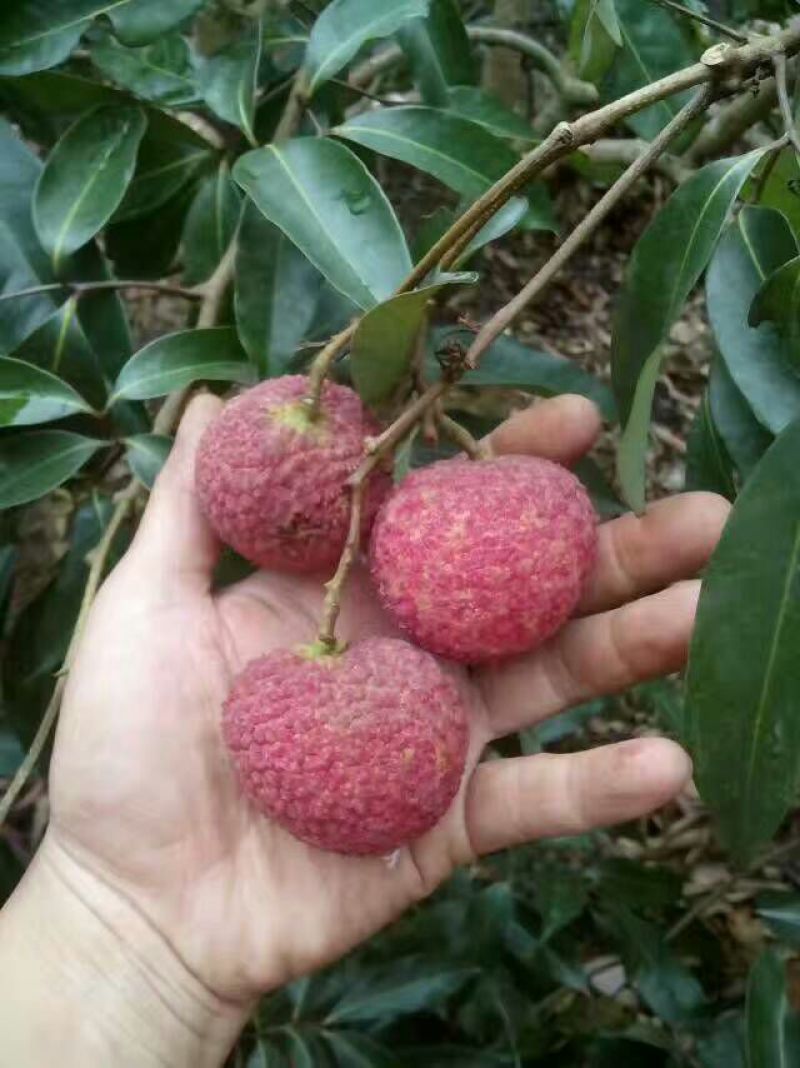 妃子笑荔枝苗50~80cm