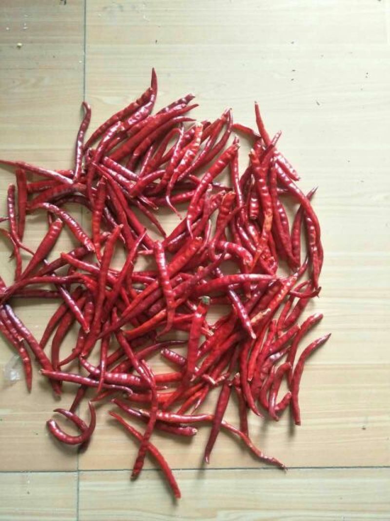 云南丘北辣批发出口