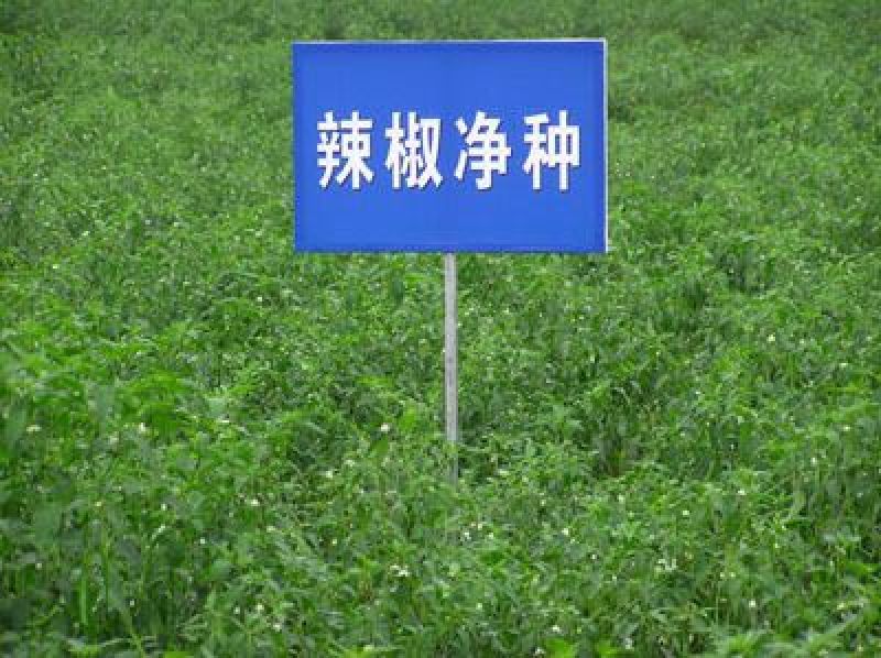 云南丘北辣批发出口