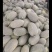 伽师瓜7斤以上椭圆形