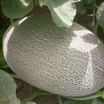 伽师瓜7斤以上椭圆形