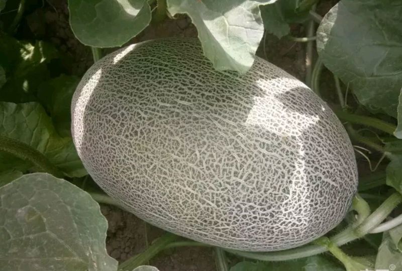 伽师瓜7斤以上椭圆形