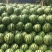 吉林大安安广镇，京欣西瓜8斤打底8成熟1茬