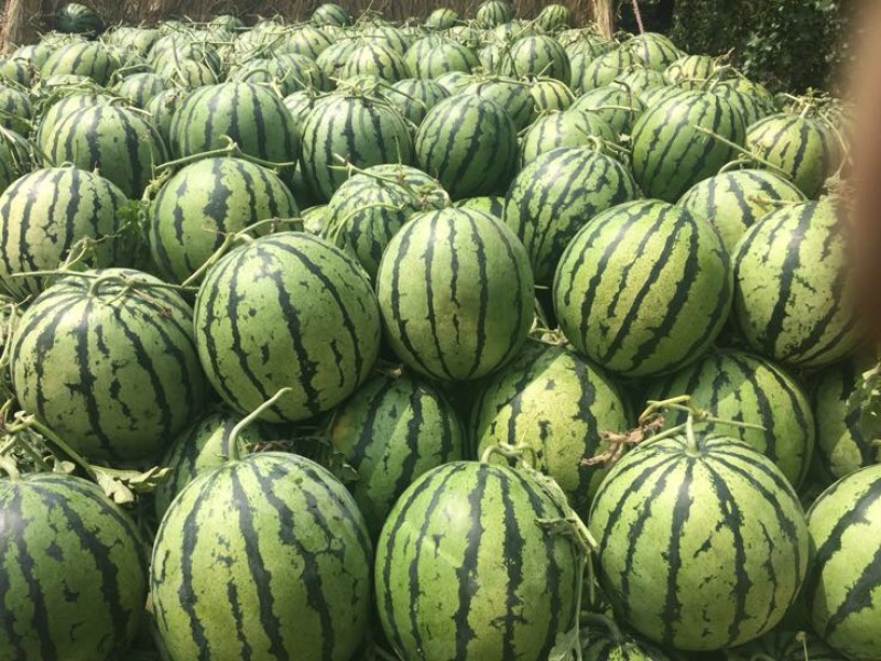 吉林大安安广镇，京欣西瓜8斤打底8成熟1茬