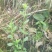 红根草