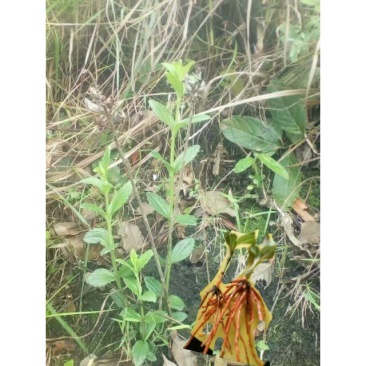 红根草