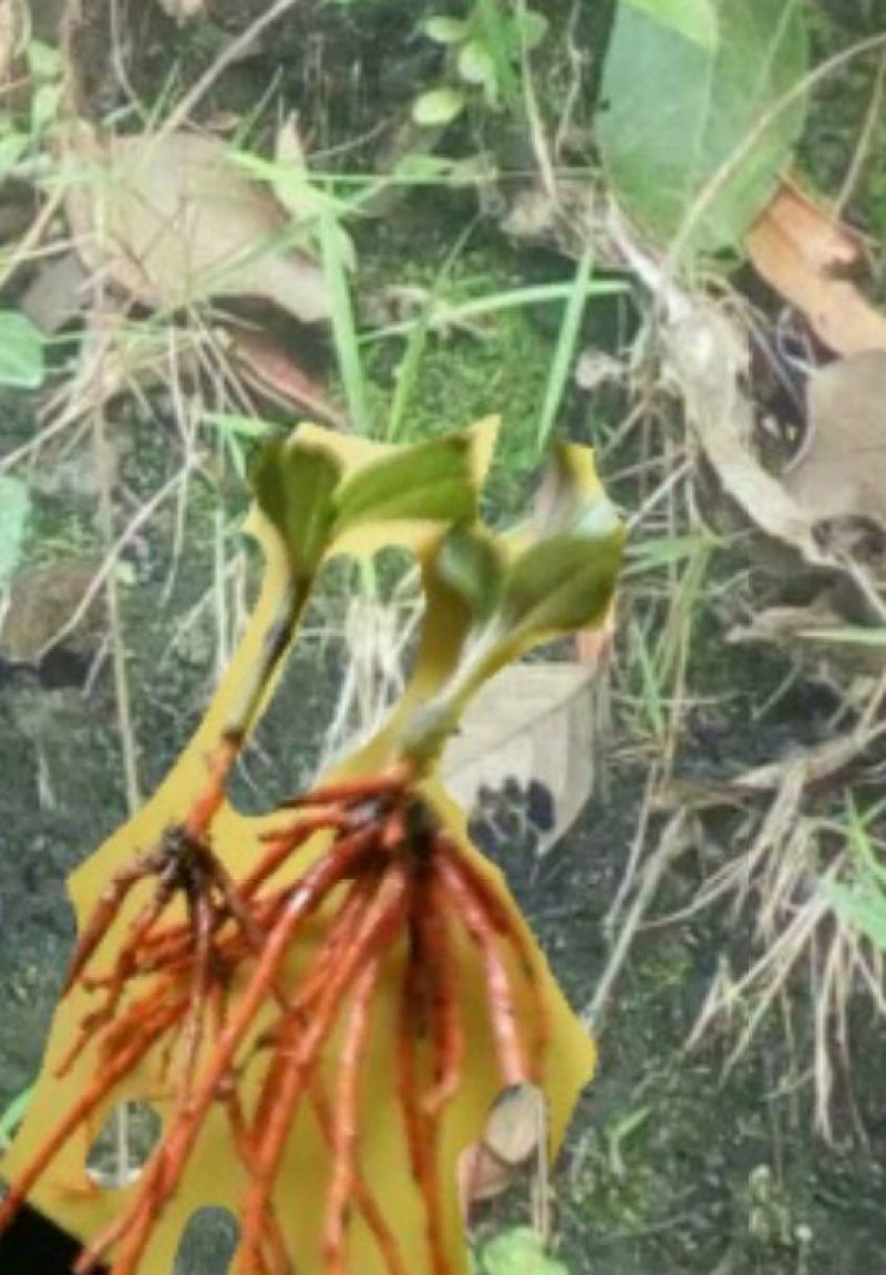 红根草